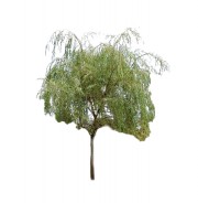Wierzba płacząca 'Chrysocoma' DUŻE SADZONKI 350-400 cm (Salix x sepulcralis)